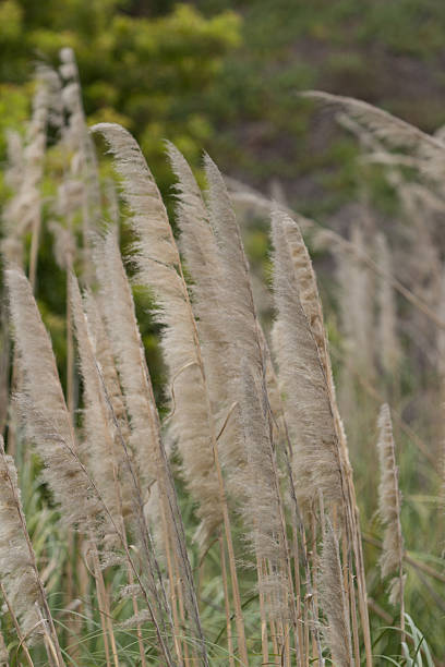 istock Sea oat, Uniola paniculata 483309474