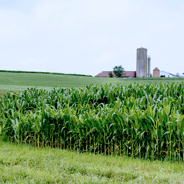 pole kukurydzy z barns w tle - farm barn landscape ohio zdjęcia i obrazy z banku zdjęć