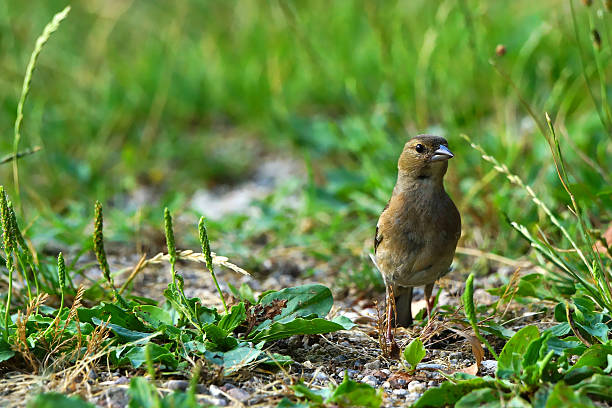 sweet finch salto en el césped - alleine fotografías e imágenes de stock