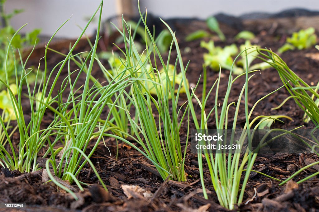 Spring Onions spring onions growing in a pallet garden 2015 Stock Photo