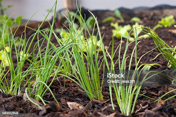Spring Onions Stock Photo - Download Image Now - 2015, Freshness, Green Color