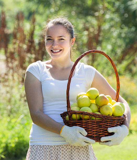 istock woman picking tomato in field 483313356