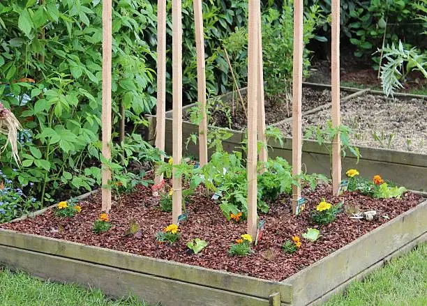 Photo of Garden, salad, spring, plantation