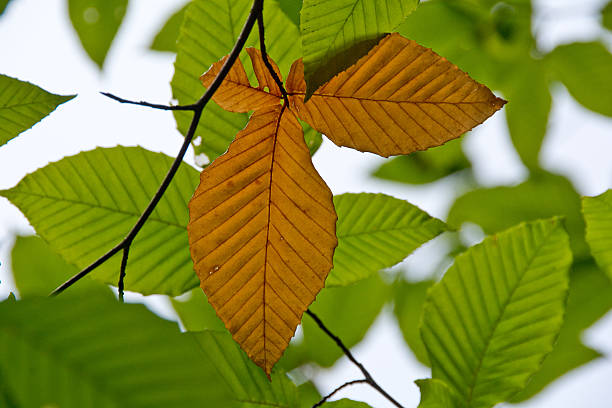 ミヤマ秋の葉 - american beech ストックフォトと画像