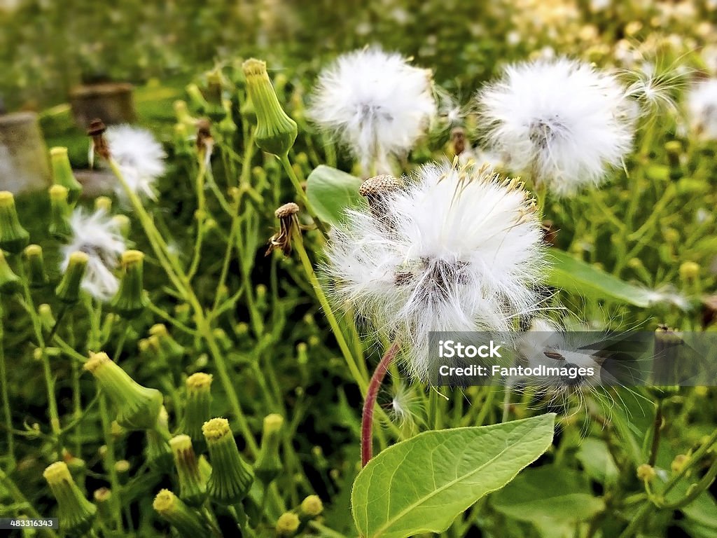 Seme di dente di leone - Foto stock royalty-free di A mezz'aria