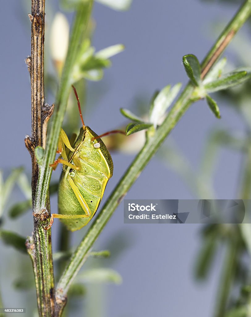 Bug Bug in their natural environment Animal Stock Photo