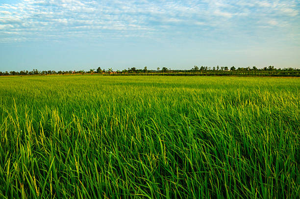 istock Dawn on rice field at Ben Tre province, Vietnam 483316492