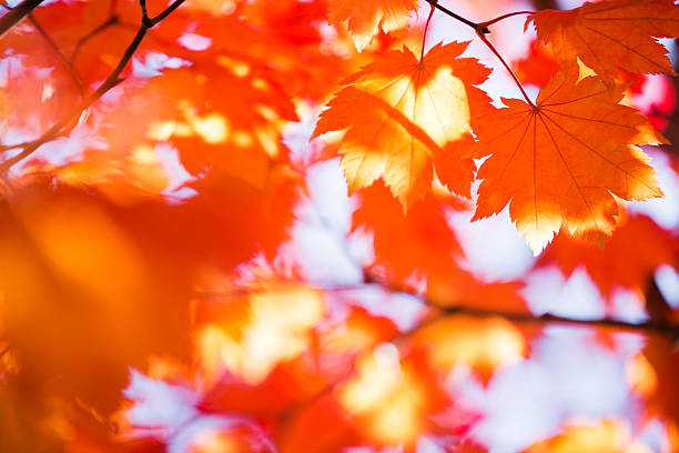 istock Shining Autumn Orange Leaves in the Morning 483317302