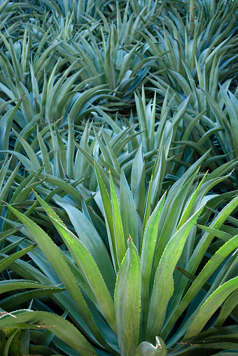 Carribean agave sharp green leaves with white margins growing in a ball shape in Central America. Selective focus