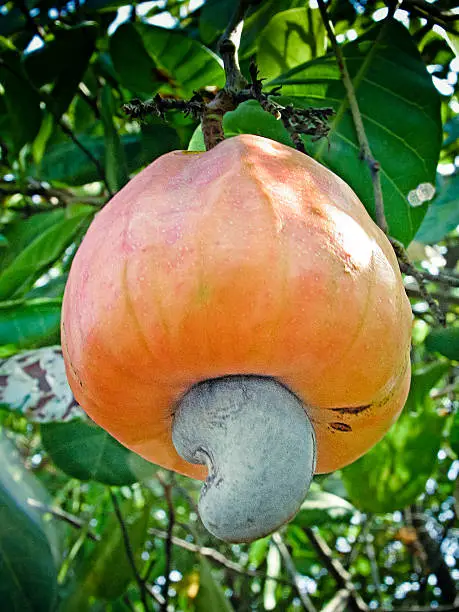 Cashew apples, Anacardium occidentale, Ratnagiri, Maharashtra, India