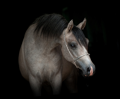 grey young arabian colt portrait on black background in low key