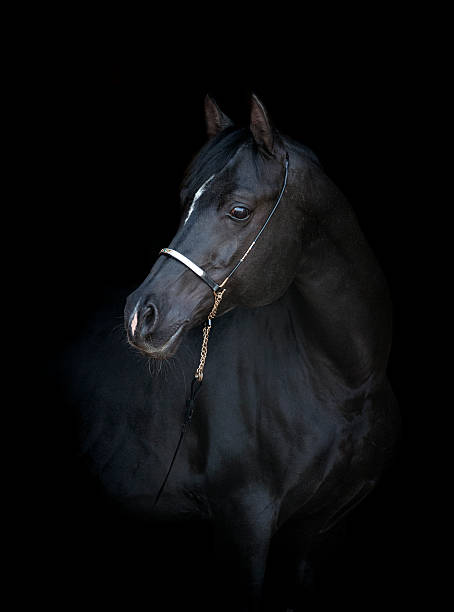 istock black arabian horse portrait on black background 483317608