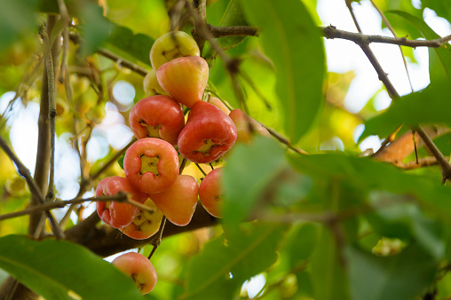 The fruit of the cashew nut tree are a be autiful red to orange color. The tree thrives in tropical climates. This cluster is on a tree growing in a village in the Mekong delta of Vietnam.