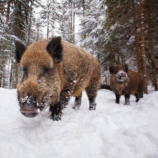 wild boar in winter