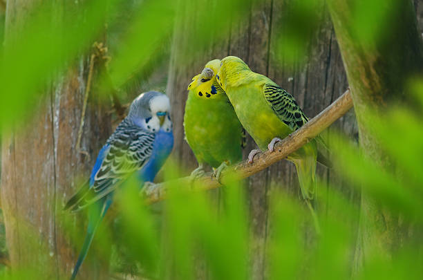 istock Budgerigar or Budgies in love 483318219