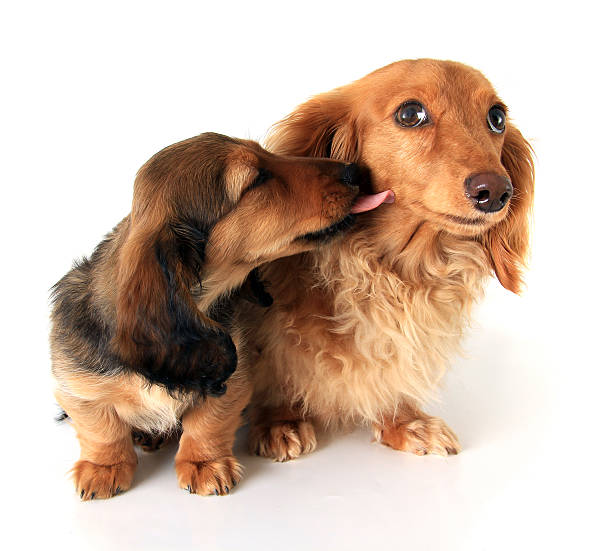Long Haired Dachshund Stock Photos, Pictures & Royalty-Free Images - iStock