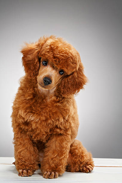 istock Dog   Cute Miniature poodle puppy 483318656