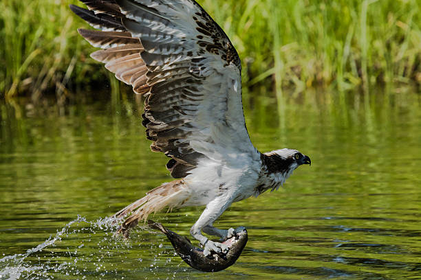 Osprey flying with a fish caught from a lake stock photo