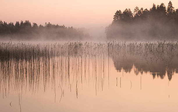 Misty dawn at a lake stock photo