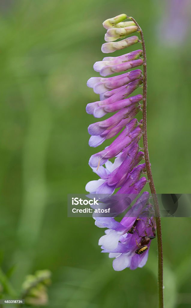 Fodder vetch in the nature 2015 Stock Photo