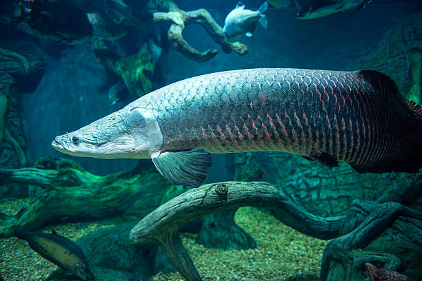 istock Giant  fish at Moscow Oceanarium 483320855