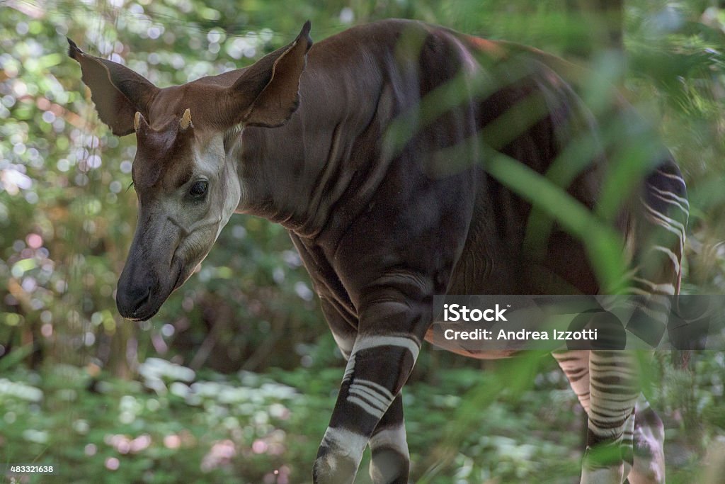 Okapi Infrecuentes Antilope Africanos Y Paso De Cebra Foto de stock y más  banco de imágenes de Okapi - iStock