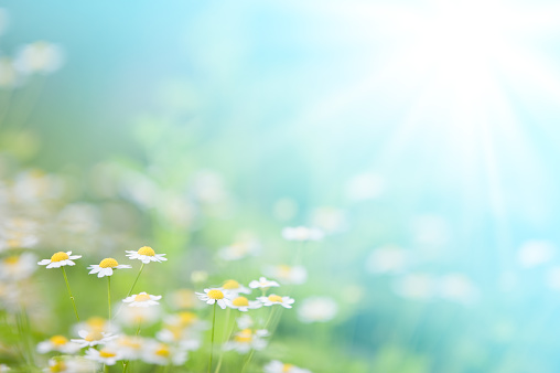 Soft focus image of daisies in the meadow.