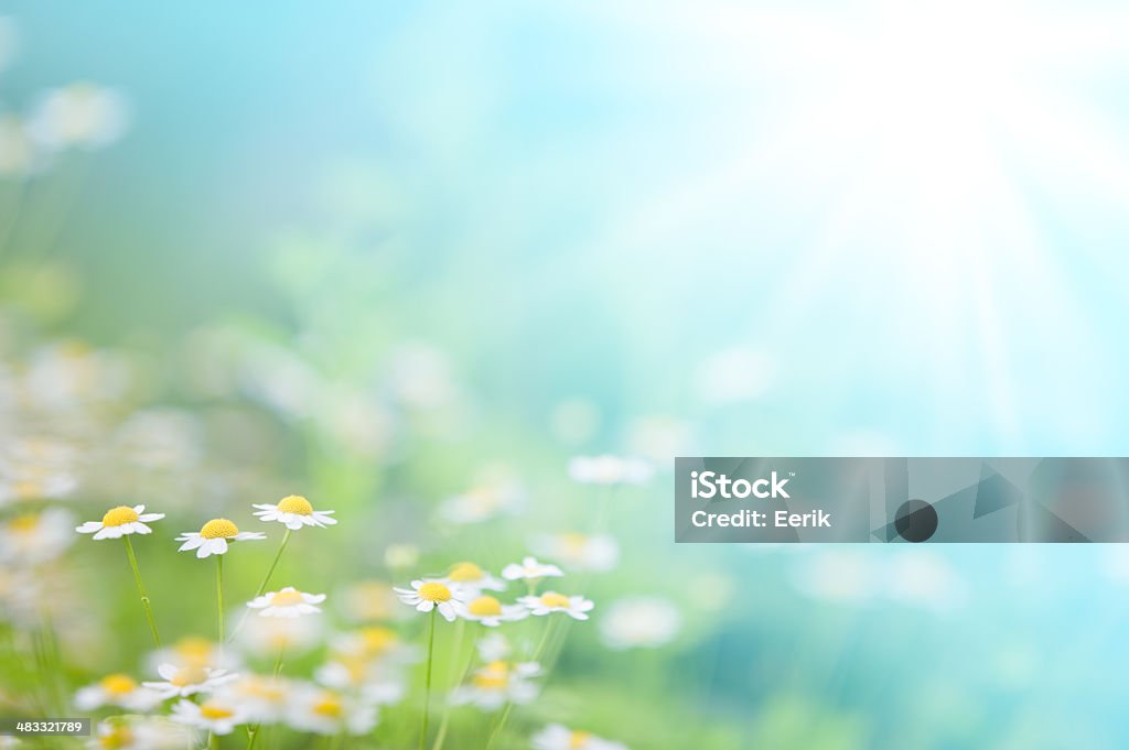 Spring daisies Soft focus image of daisies in the meadow. Flower Stock Photo