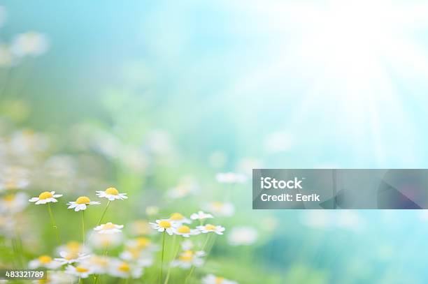 Spring Daisies Stock Photo - Download Image Now - Flower, Daisy, Springtime