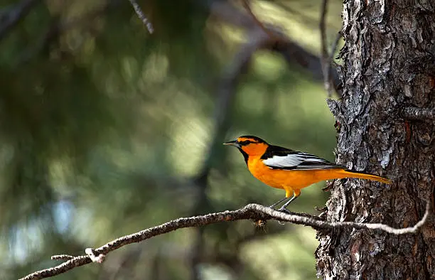 Perched in a pine tree, a bullocks oriole tries to eat a toxic caterpillar crimped in between the birds claw and the branch.