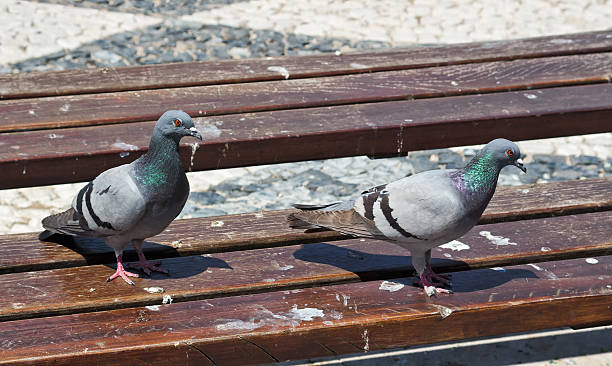 pigeon est sur un banc de parc - dirty bench empty park photos et images de collection