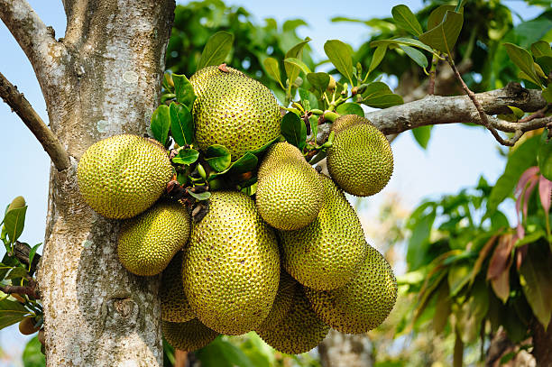 Jackfruit on the tree stock photo