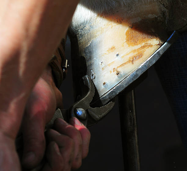 istock Blacksmith pressing down the horshoe to the hoof 483323374