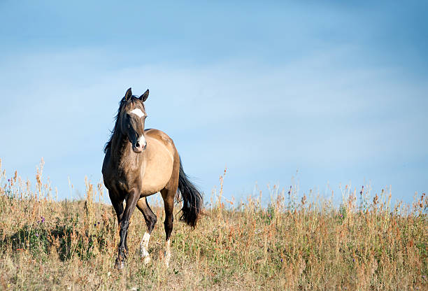istock free horse in dry summer field 483323428