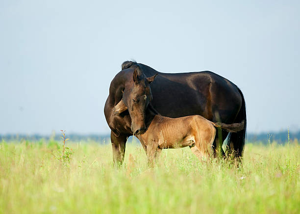 Akhal-teke mare protecting her foal on a summer pasture Akhal-teke mare protecting her foal on a summer pasture mare stock pictures, royalty-free photos & images