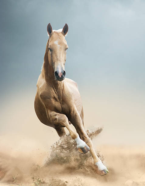 istock akhal-teke horse in desert 483323460
