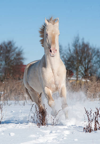 perlino akhal-teke stallion in snow
