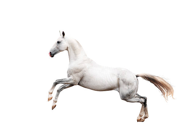 istock white akhal-teke horse rearing isolated on black 483323524