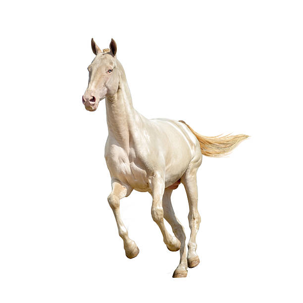 istock perlino horse isolated on white 483323530