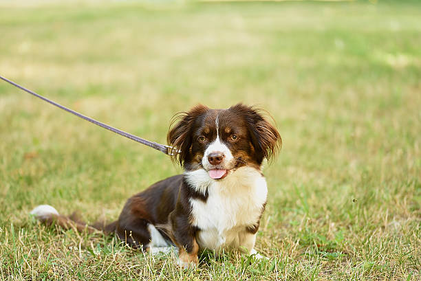 istock Pekingese dog relaxing in park 483325082