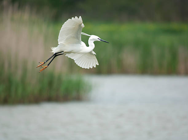 istock Little egret, Egretta garzetta, single bird in flight 483328490
