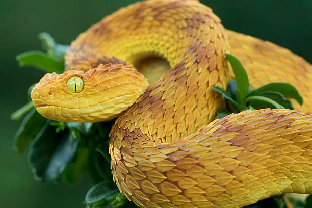 istock Colorful Bush Viper Ready to Strike - Venomous Snake 483331366