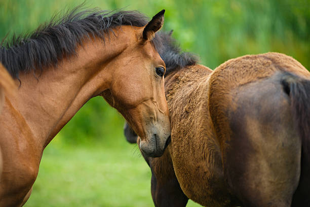 istock Foal horse with her mother 483331974