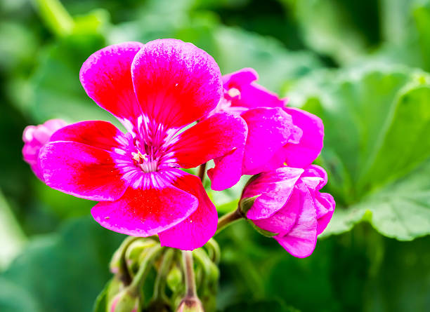 istock pink  flower in chiangmai Thailand 483332050