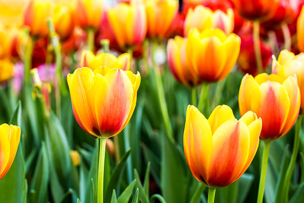 istock tulip flower in chiangmai Thailand 483332562