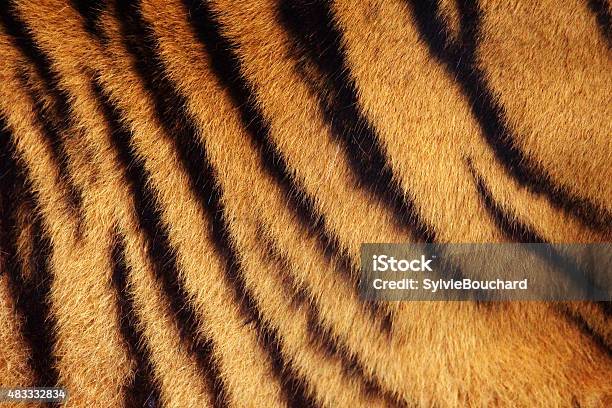 Photo libre de droit de Rayures Dun Tigre Fond banque d'images et plus d'images libres de droit de Tigre - Tigre, Poils d'un animal, Faune