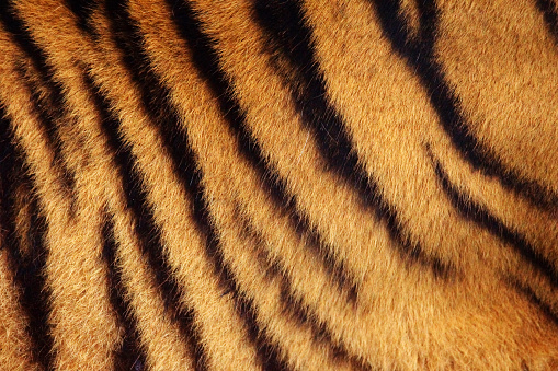 Siberian or Amur tiger stripped fur from the side background