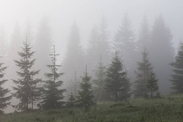 istock Beautiful sunrise with the morning mist 483333896