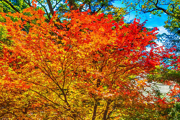 istock Trees were autumn leaves in Nikko 483334312