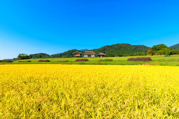 Golden uszy ryżu w jesień, Japonia – zdjęcie